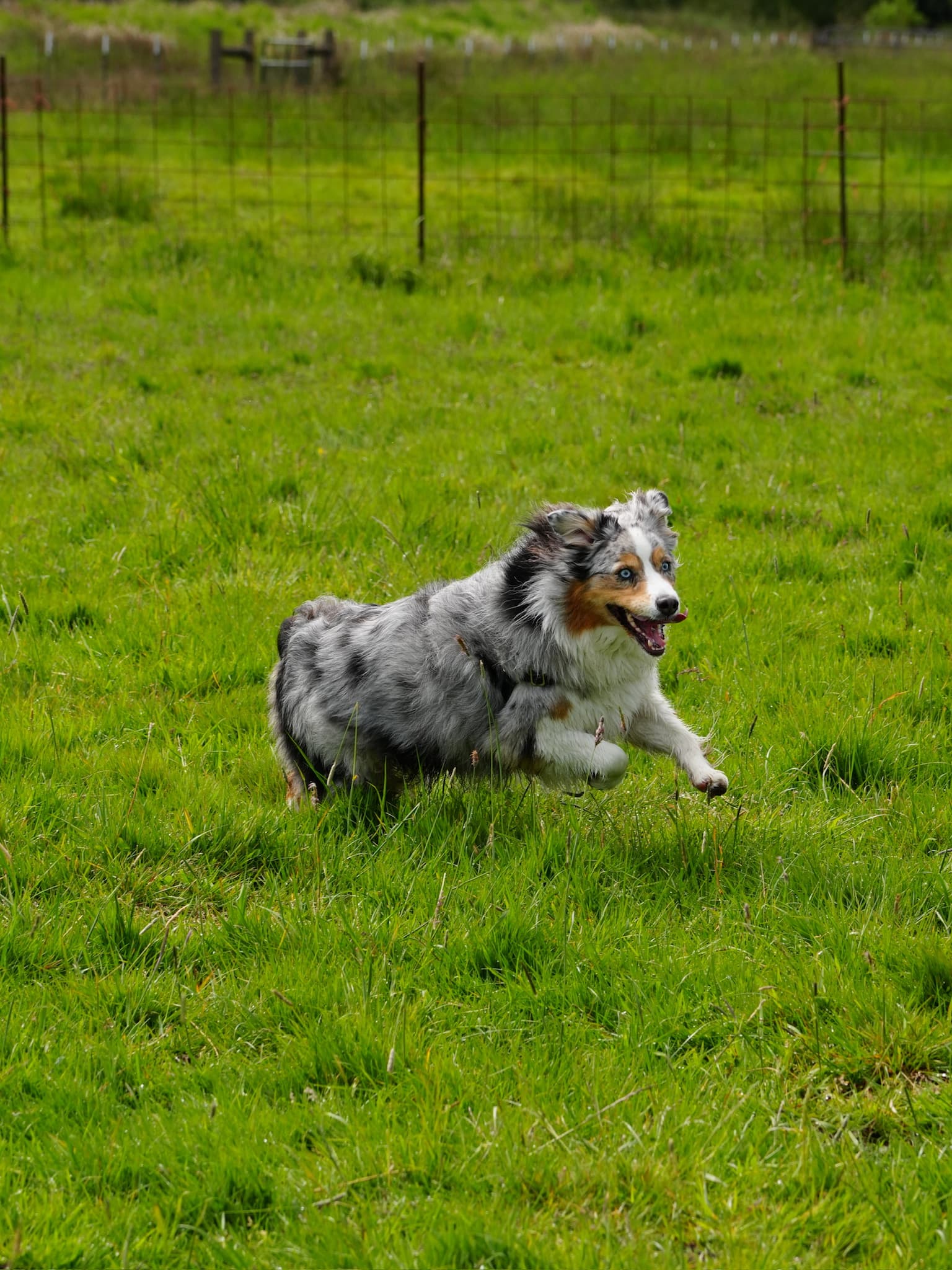 Happy golden retriever playing in grass