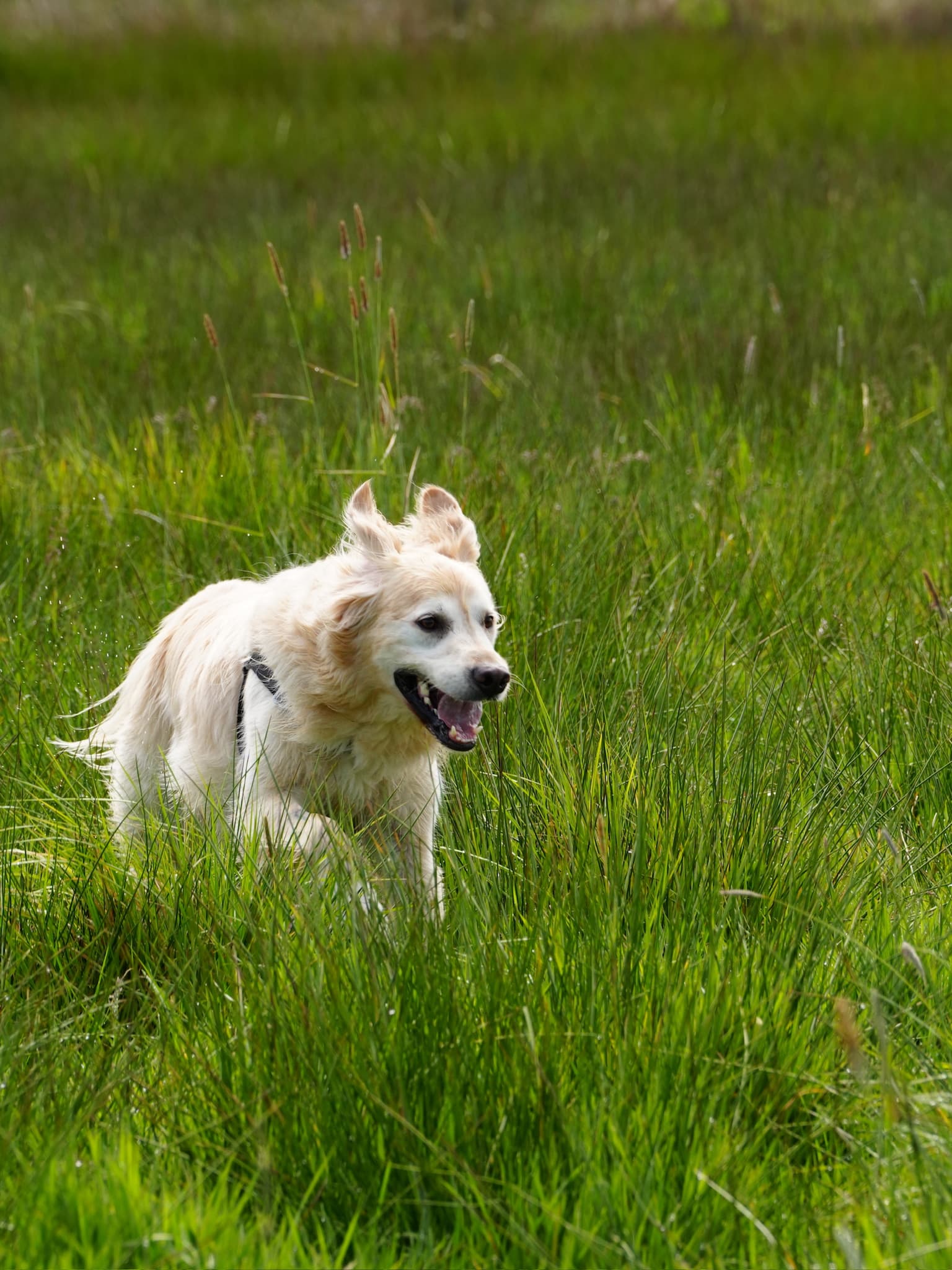 Happy golden retriever running in green field